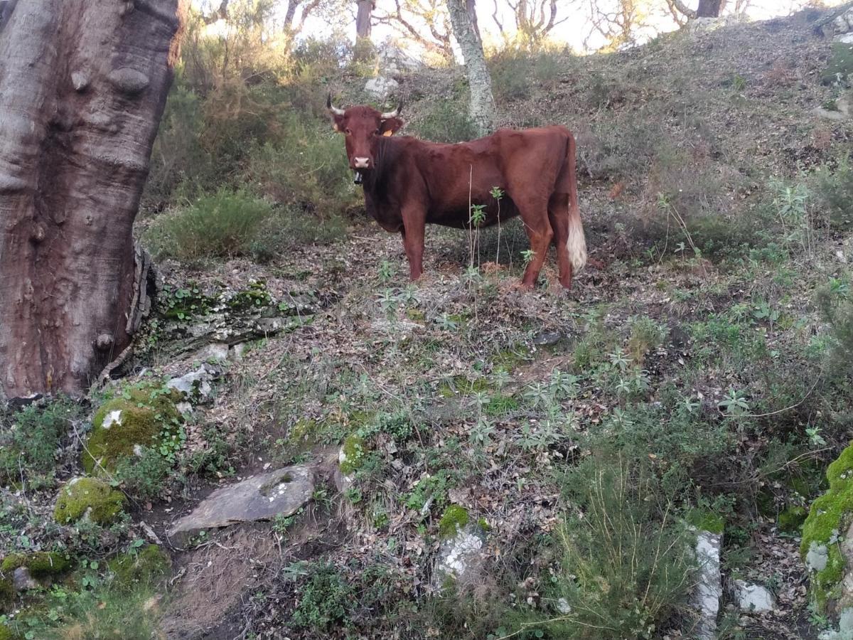 Apartamento Valle Del Guadiaro Cortes de la Frontera Exteriör bild