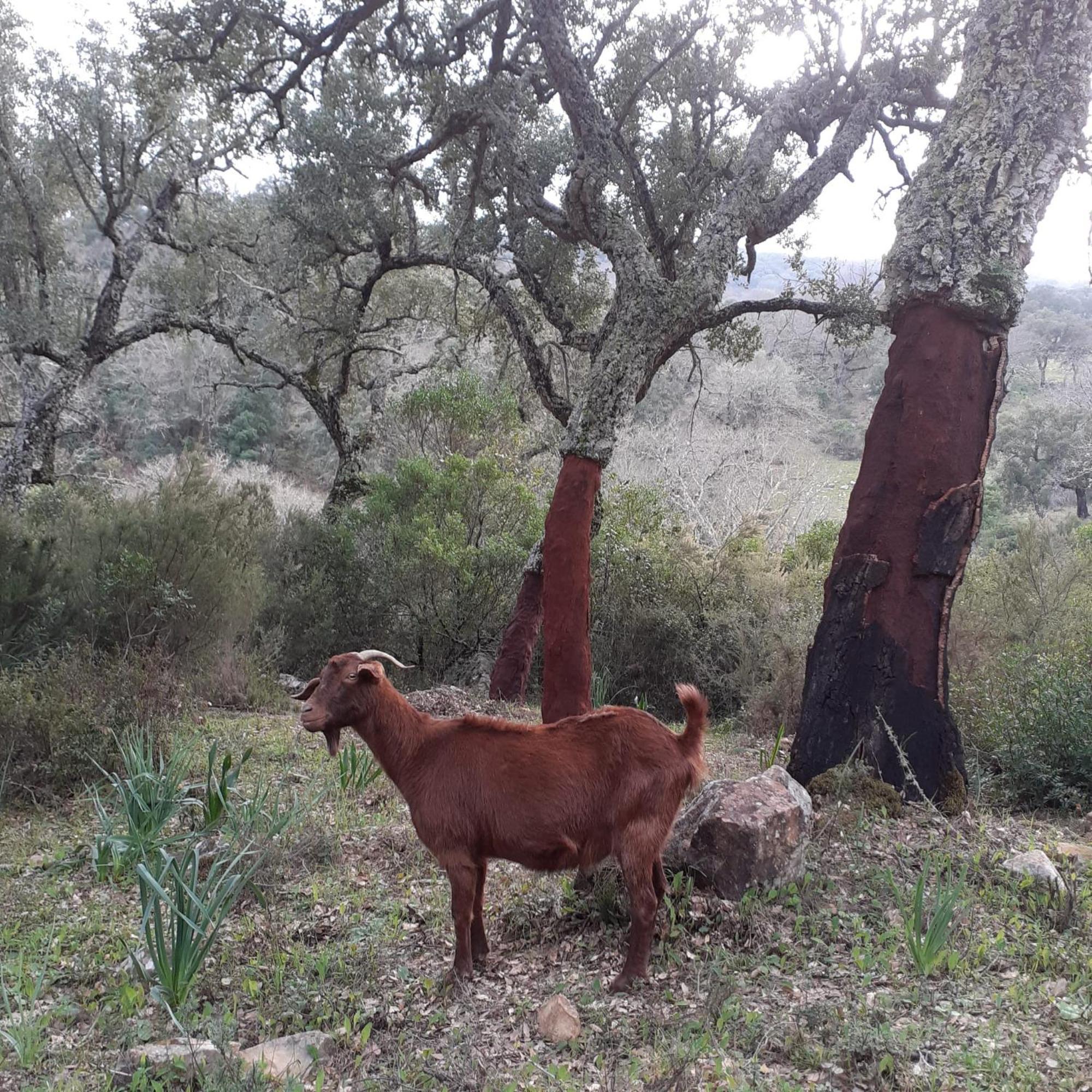 Apartamento Valle Del Guadiaro Cortes de la Frontera Exteriör bild